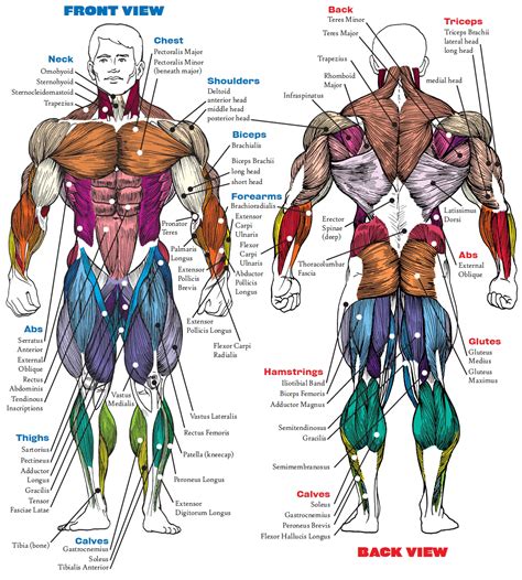 male muscle diagram|human body muscle diagram male.